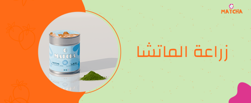 كيف يتم زراعة الماتشا وما شكل ورقة نبات الماتشا