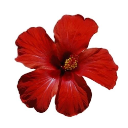4 - Flower Red | ورده حمراء