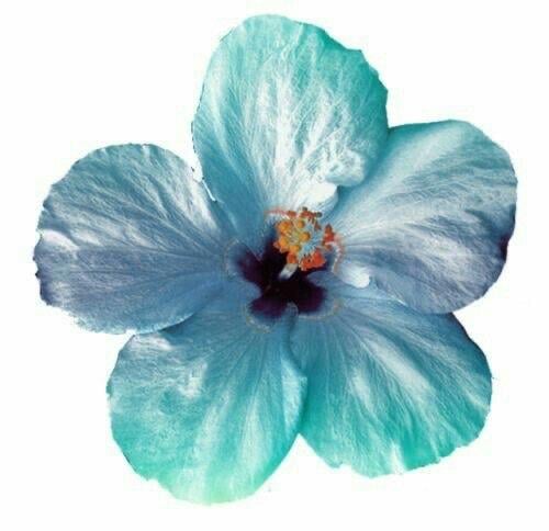 7 - Blue & Tiffany Flower