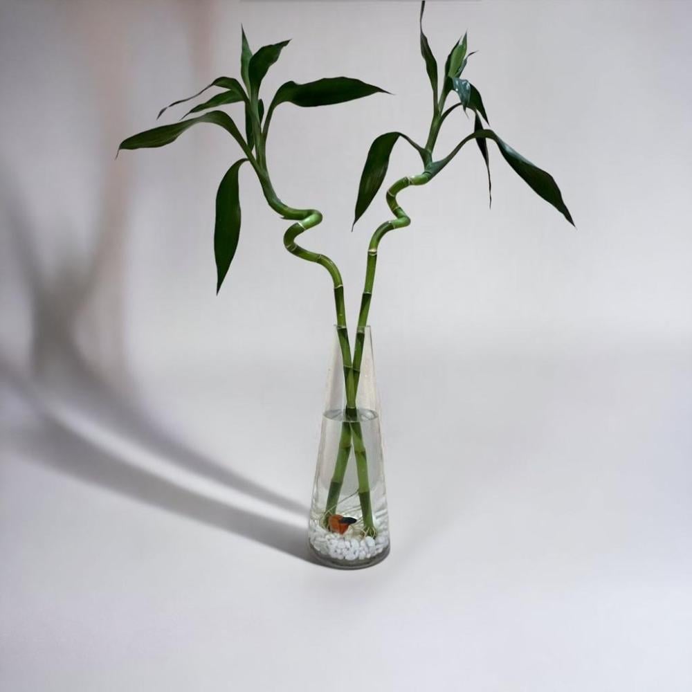 بامبو مائي مع سمكة بيتا في فازة زجاجية أنيقة - شفليرا