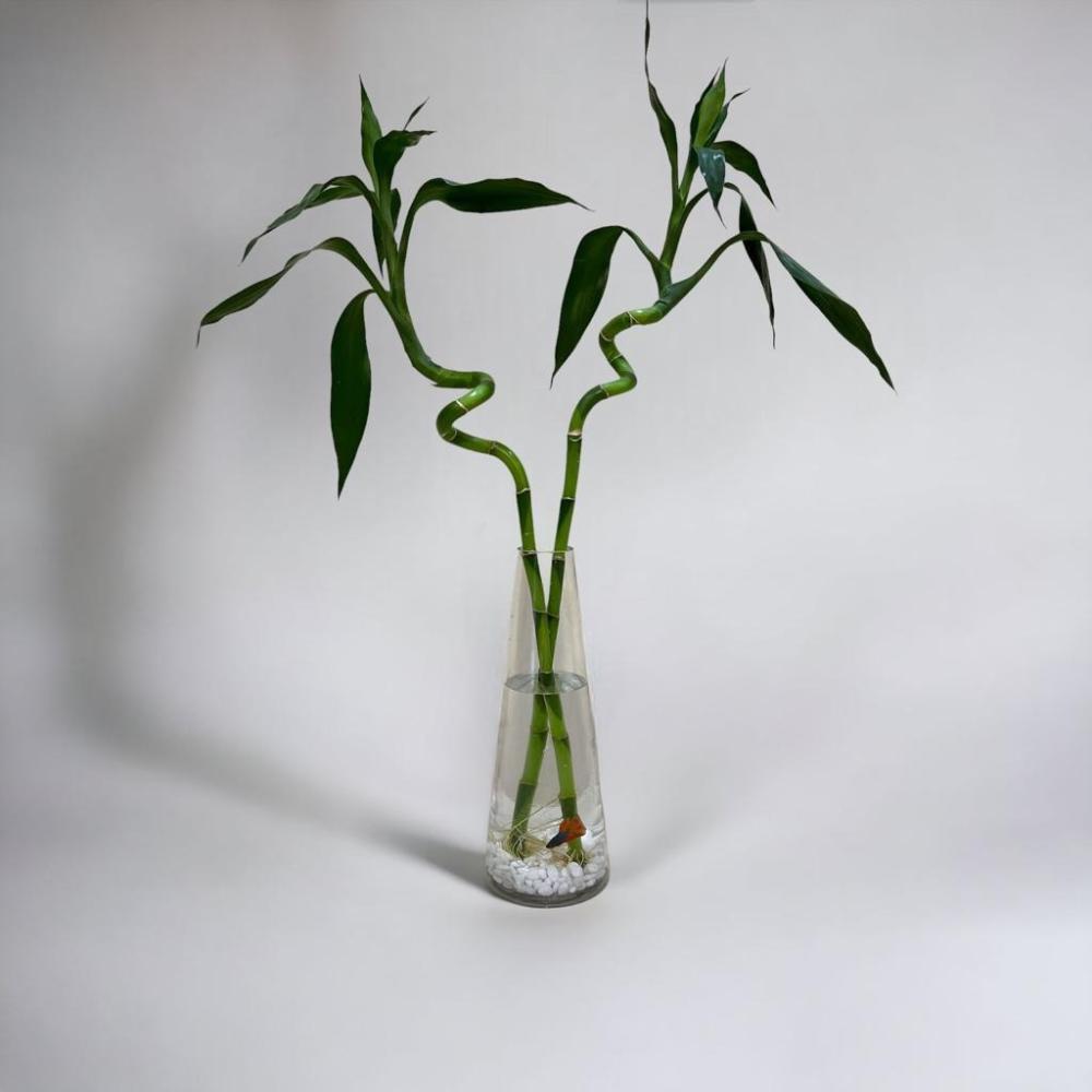 بامبو مائي مع سمكة بيتا في فازة زجاجية أنيقة - شفليرا