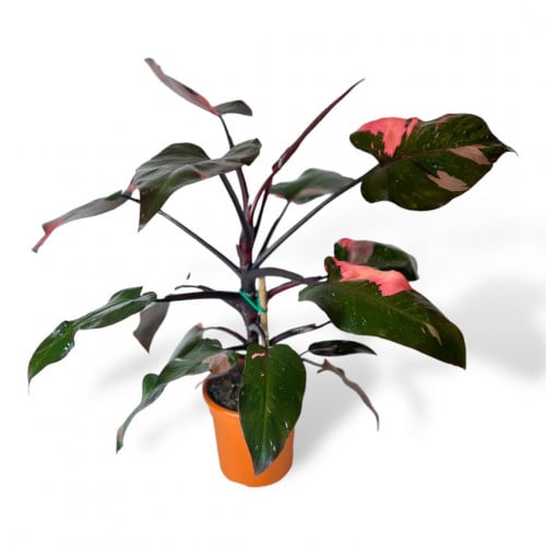 فيلوديندرون الأمير الوردي (Philodendron Pink Princ...