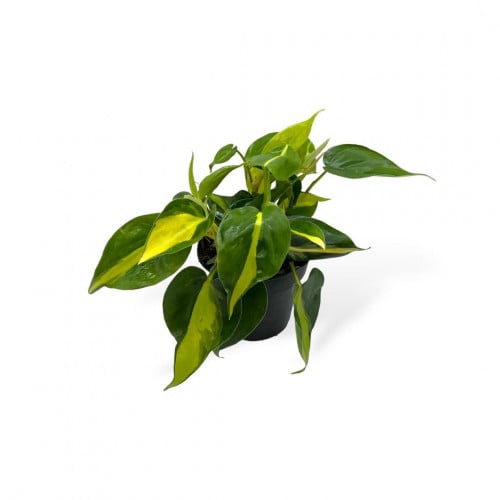 فيلوديندرون برازيل (Philodendron Brasil) – أوراق خ...