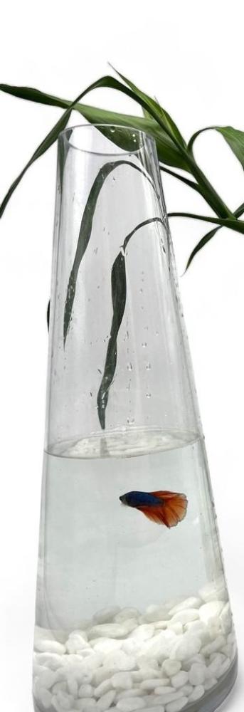 بامبو مائي مع سمكة بيتا في فازة زجاجية أنيقة - شفليرا