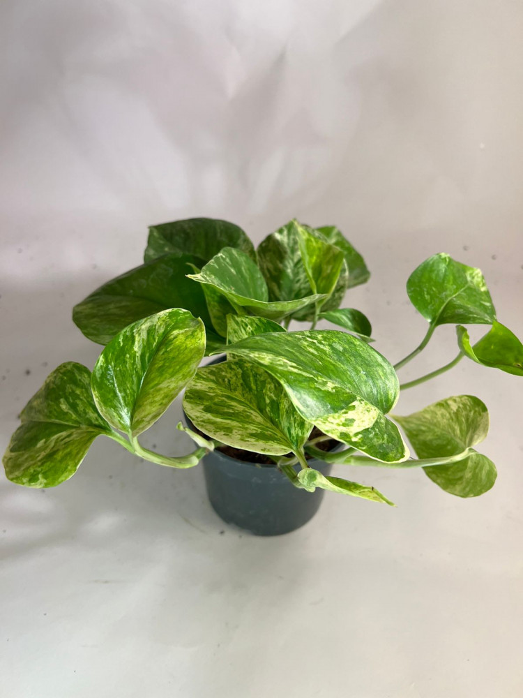 سكندابسوس Scindapsus aureus/Pothos