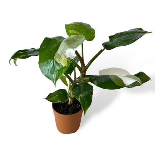 فيلوديندرون الأمير الأبيض (Philodendron White Prin...