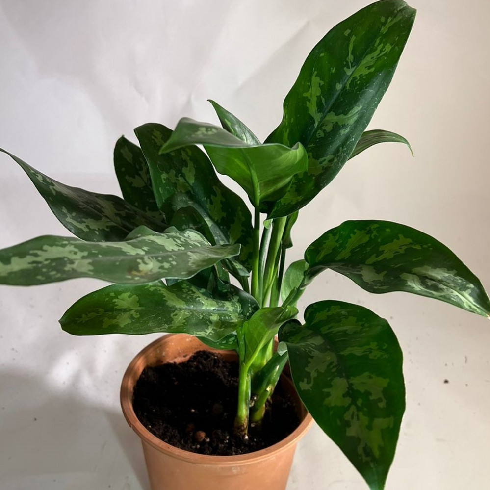 اجلونيما aglonema
