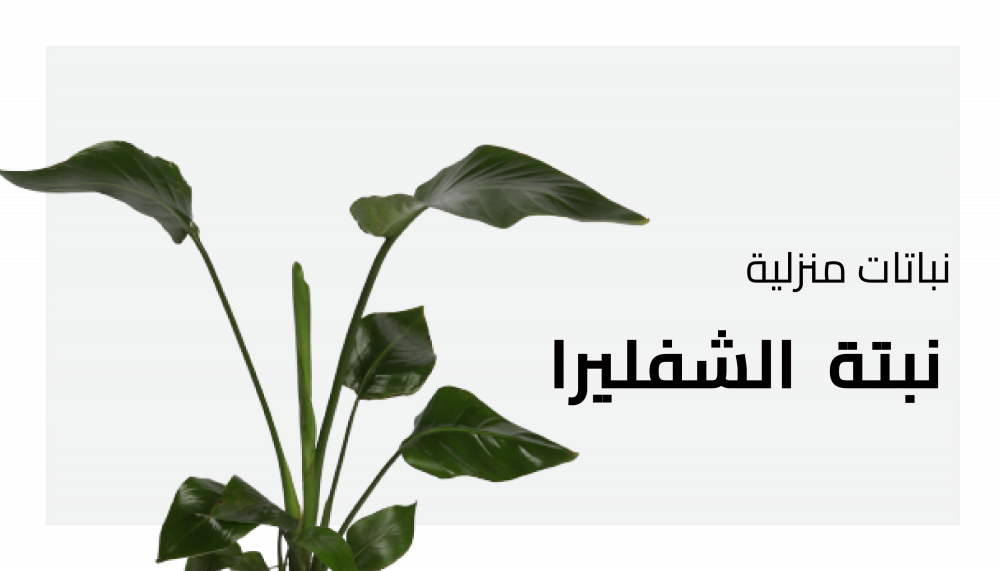 نبات الكينتيا او كنتيا Kentia