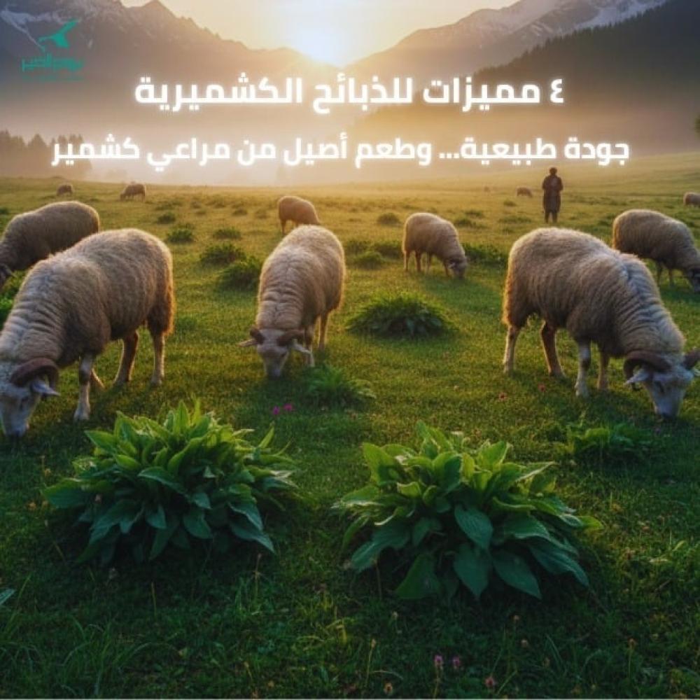 ٤ مميزات للذبائح الكشميرية