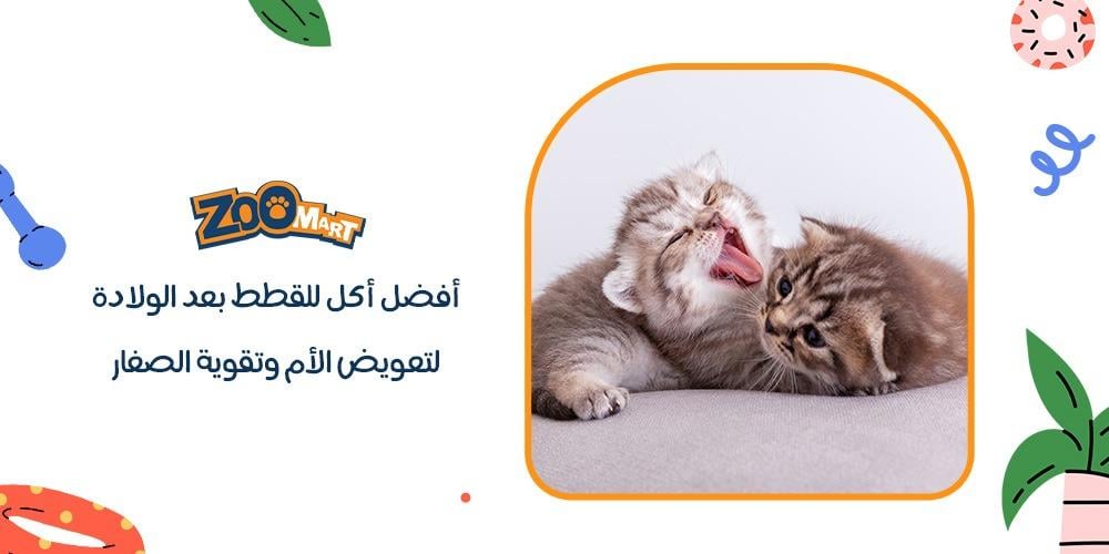 افضل اكل للقطط بعد الولادة لتعويض الأم وتقوية الصغار