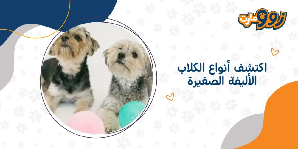 اكتشف انواع الكلاب الاليفة الصغيرة