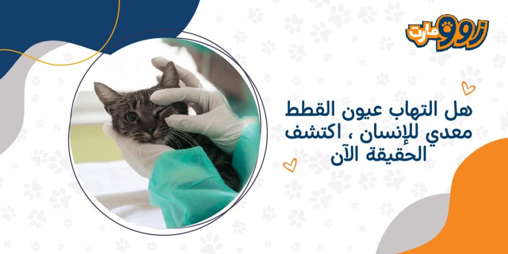 هل التهاب عيون القطط معدي للإنسان ، اكتشف الحقيقة الآن