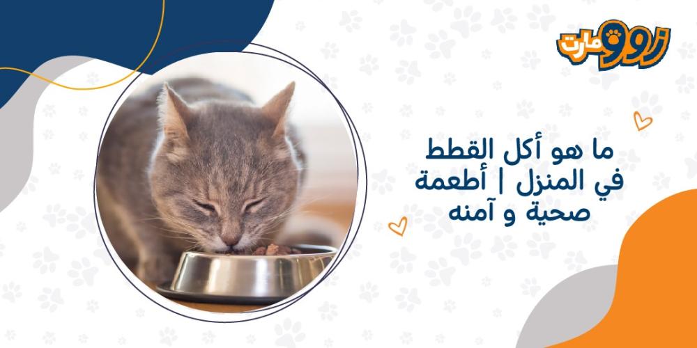 ما هو اكل القطط في المنزل | أطعمة صحية و آمنه