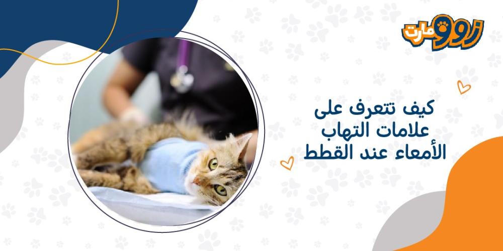 كيف تتعرف على علامات التهاب الأمعاء عند القطط