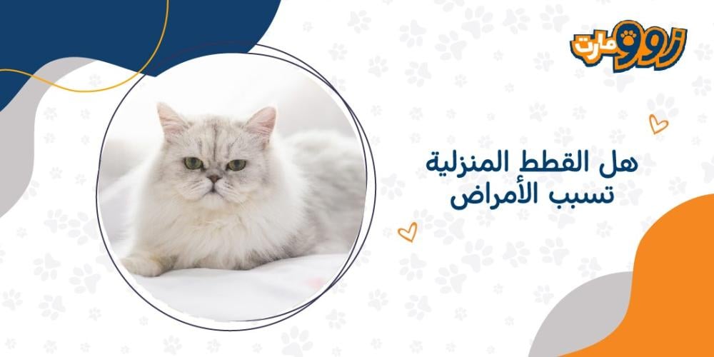 هل القطط المنزلية تسبب الأمراض