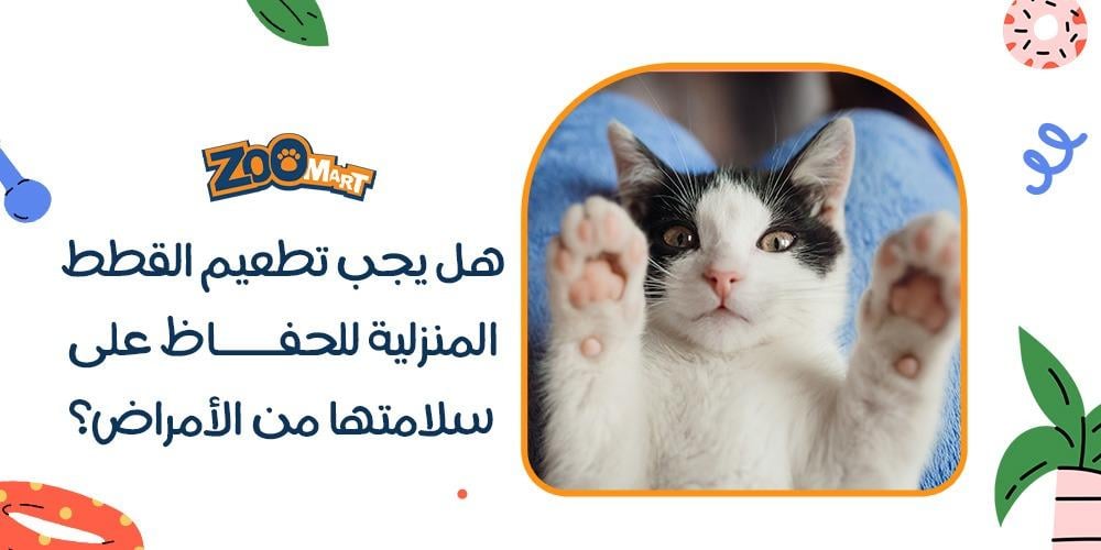 هل يجب تطعيم القطط المنزلية للحفاظ على سلامتها من الأمراض؟