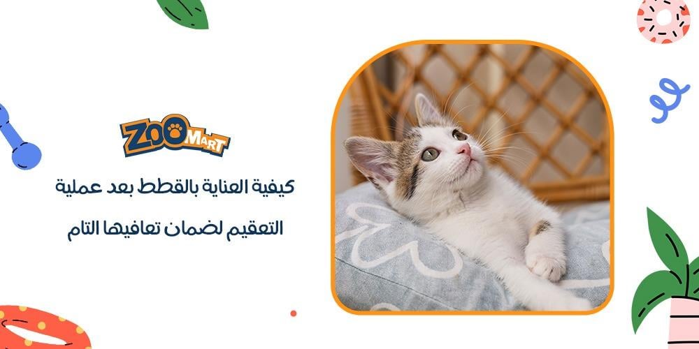 كيفية العناية بالقطط بعد عملية التعقيم لضمان تعافيها التام