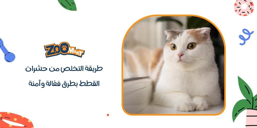 طريقة التخلص من حشرات القطط بطرق فعالة وآمنة