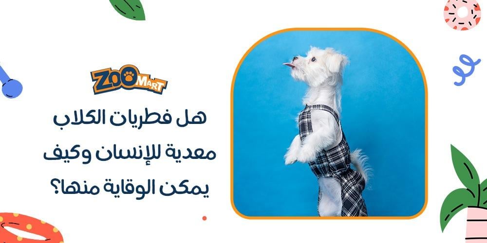 هل فطريات الكلاب معدية للإنسان وكيف يمكن الوقاية منها؟