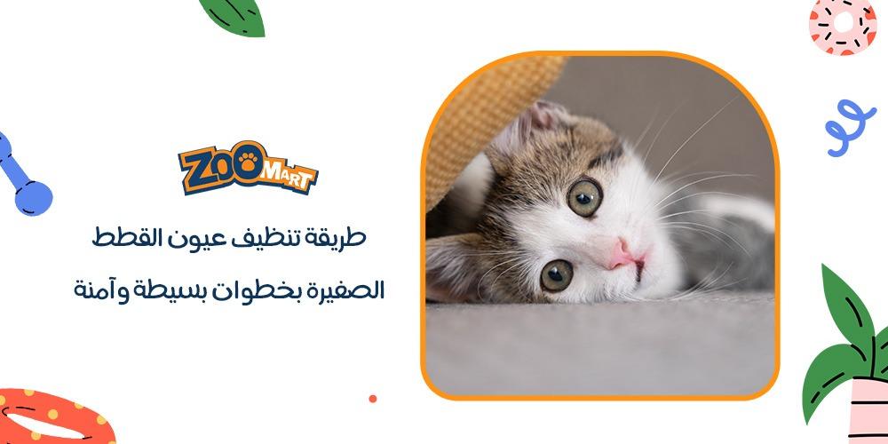 طريقة تنظيف عيون القطط الصغيرة بخطوات بسيطة وآمنة