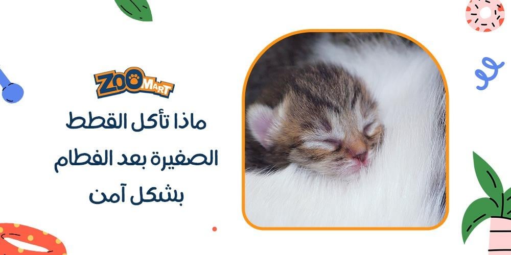 ماذا تأكل القطط الصغيرة بعد الفطام بشكل آمن