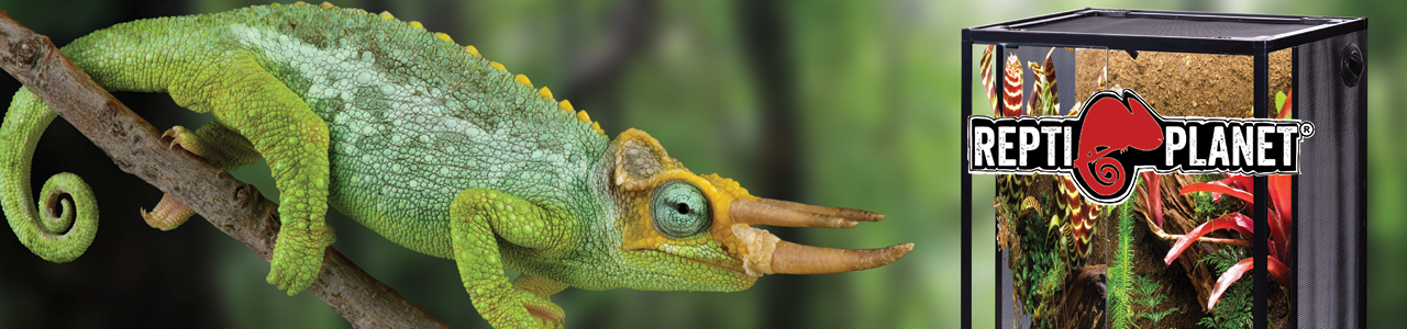 ريبتي بلانيت