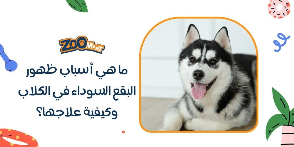 ما هي أسباب ظهور البقع السوداء في الكلاب وكيفية علاجها؟