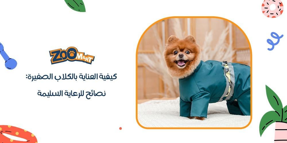 كيفية العناية بالكلاب الصغيرة: نصائح للرعاية السليمة