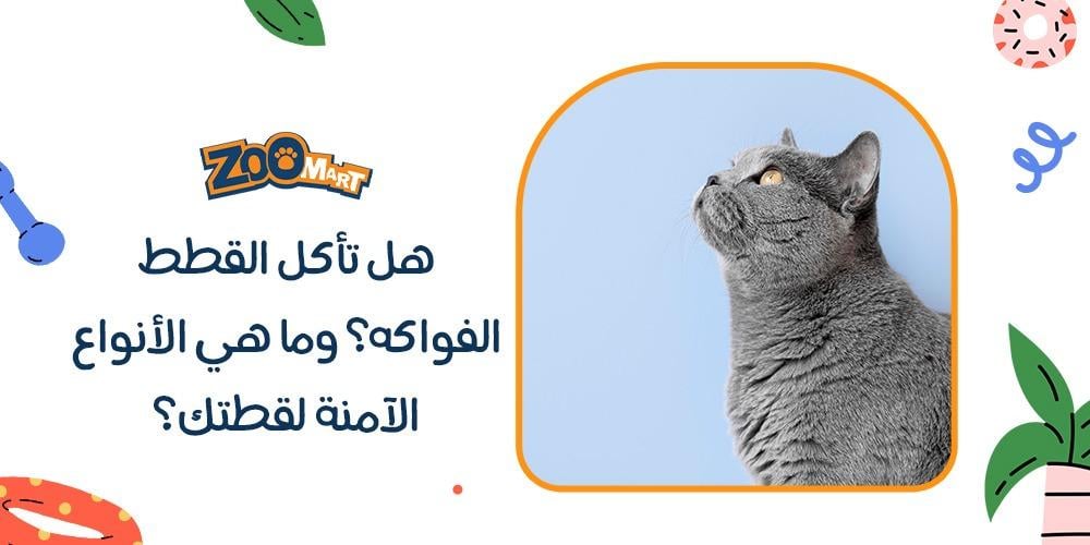 هل تأكل القطط الفواكه؟ وما هي الأنواع الآمنة لقطتك؟