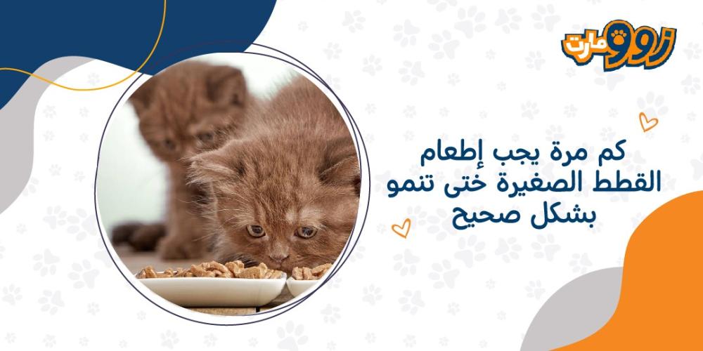 كم مرة يجب اطعام القطط الصغيرة ختى تنمو بشكل صحيح