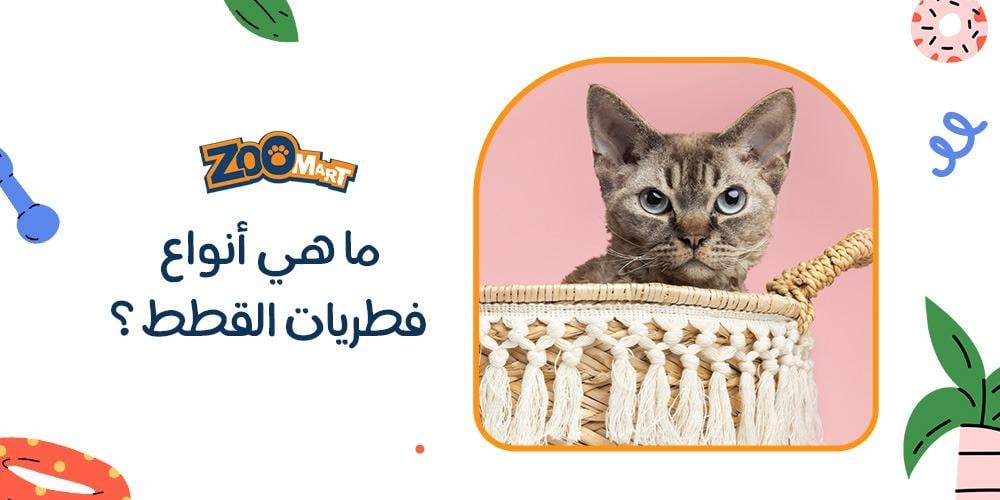ما هي أنواع فطريات القطط؟