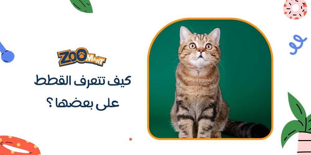 كيف تتعرف القطط على بعضها