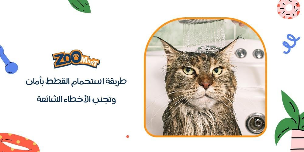 طريقة استحمام القطط بأمان وتجنب الأخطاء الشائعة