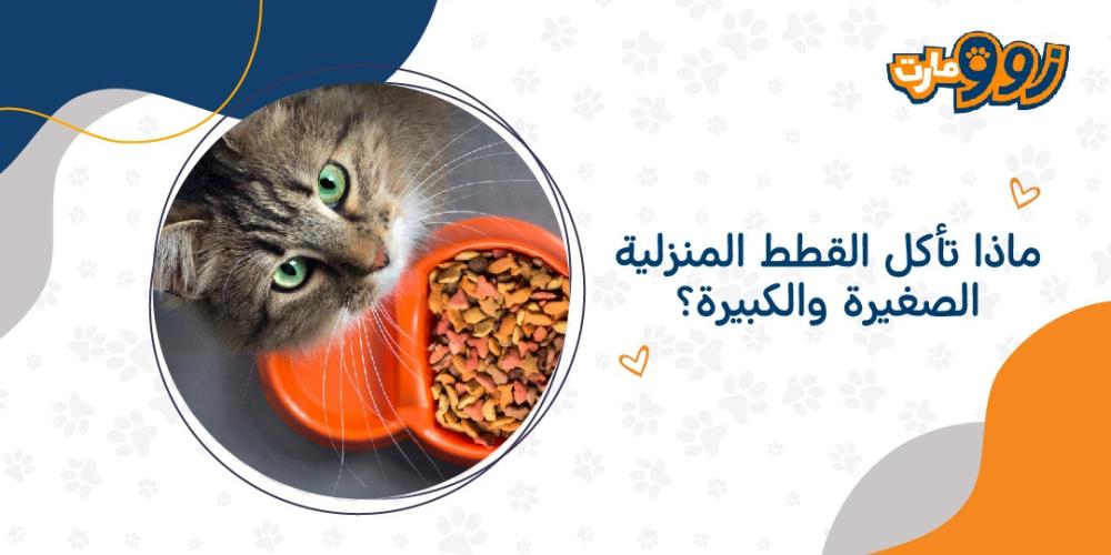 ماذا تأكل القطط المنزلية الصغيرة والكبيرة؟