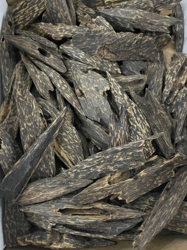 عود التايغر السوبر ( الوحش )