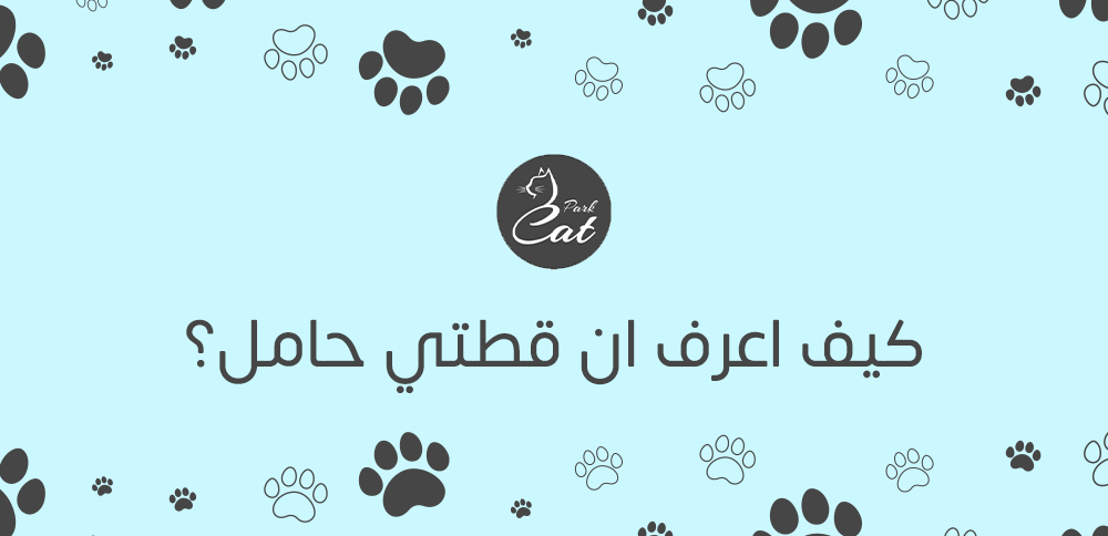 كيف اعرف ان قطتي حامل