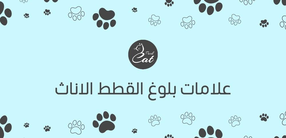 علامات بلوغ القطط الاناث