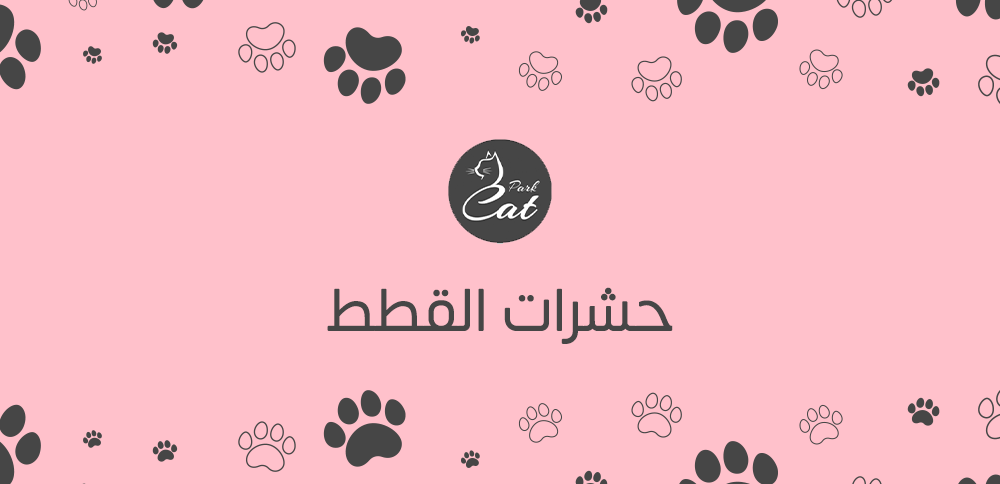 حشرات القطط