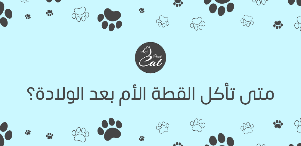 متى تأكل القطة الأم بعد الولادة