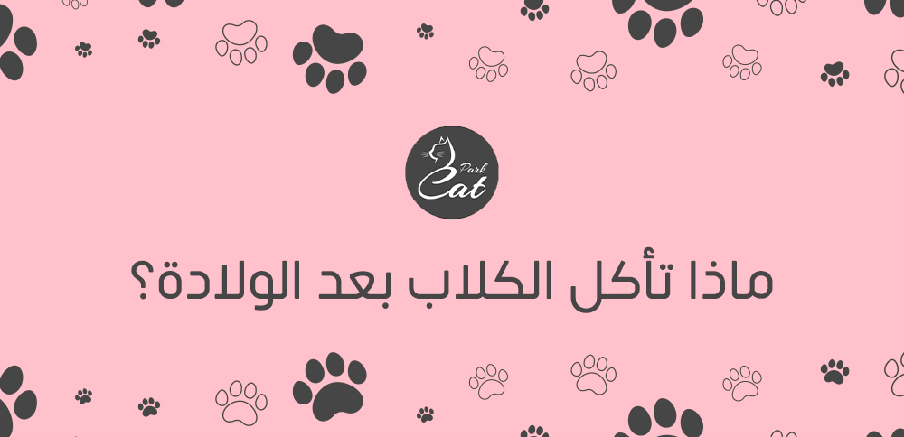 ماذا تأكل الكلاب بعد الولادة