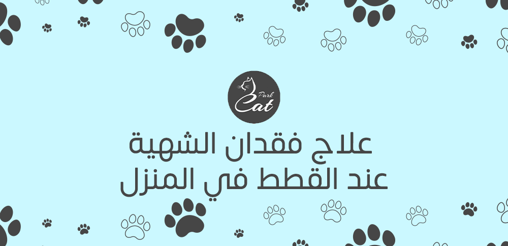 علاج فقدان الشهية عند القطط في المنزل