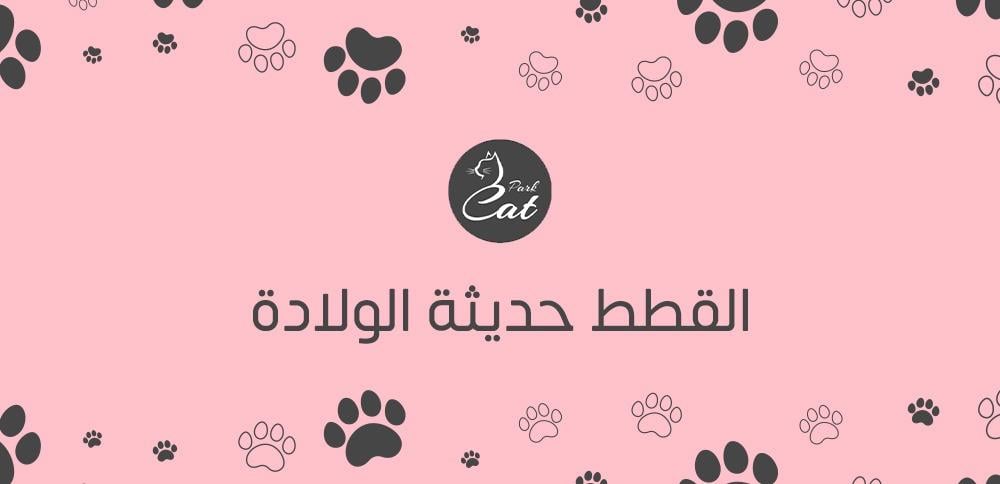 القطط حديثة الولادة