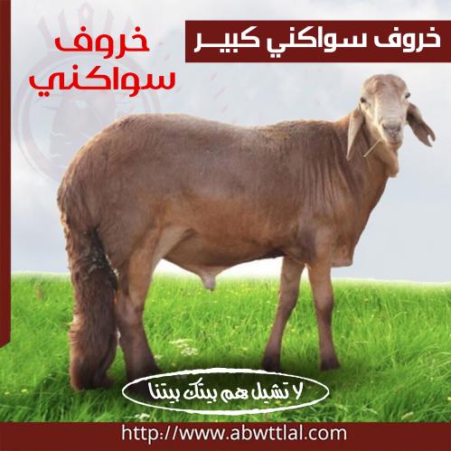 خروف سواكني كبير