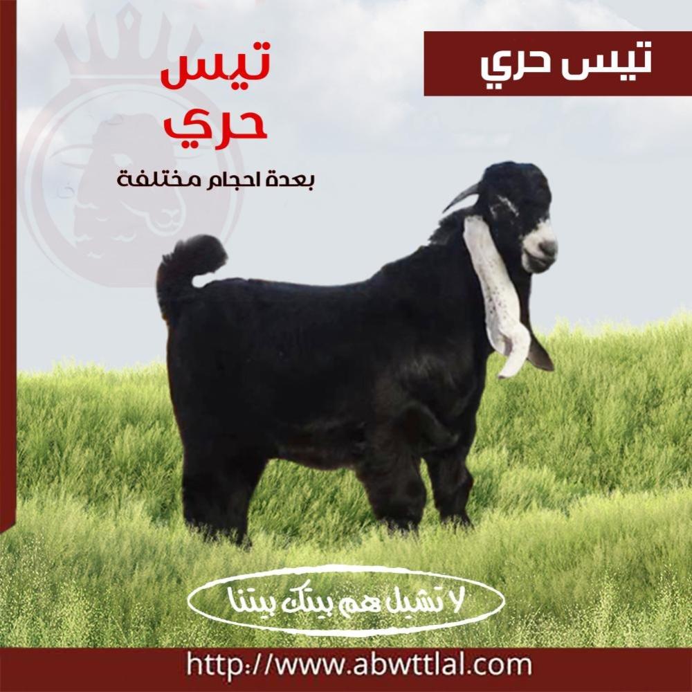 نجم المائدة! لحم التيس من أبو طلال للذبائح