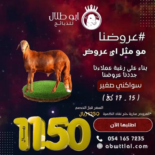 خاروف سواكني صغير ( عرض )