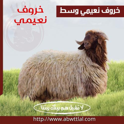 خاروف نعيمي وسط