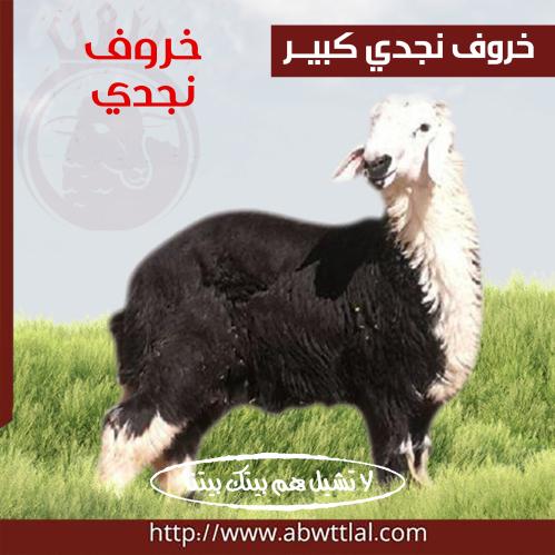 خاروف نجدي كبير