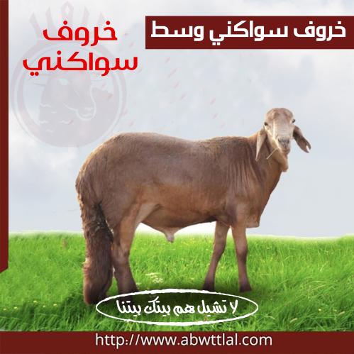 خاروف سواكني وسط