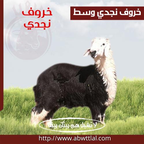خاروف نجدي وسط