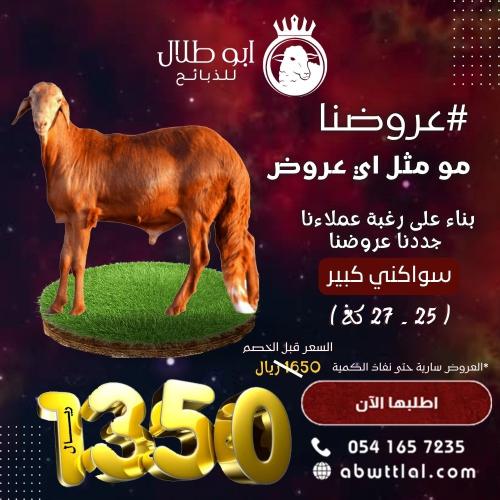 خاروف سواكني كبير ( عرض )